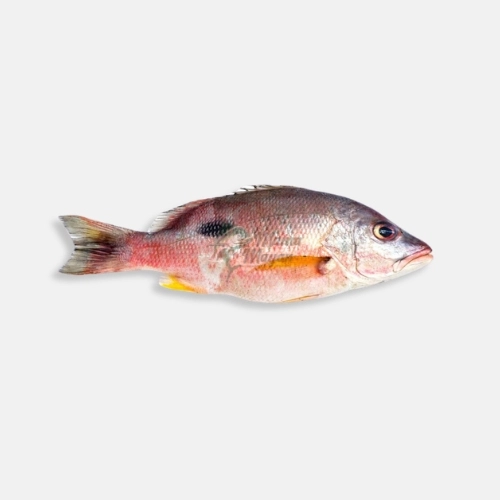 Red Snapper - Heera - Niwan Seafood - Online Seafood Delivery
